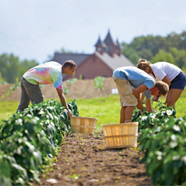 farming